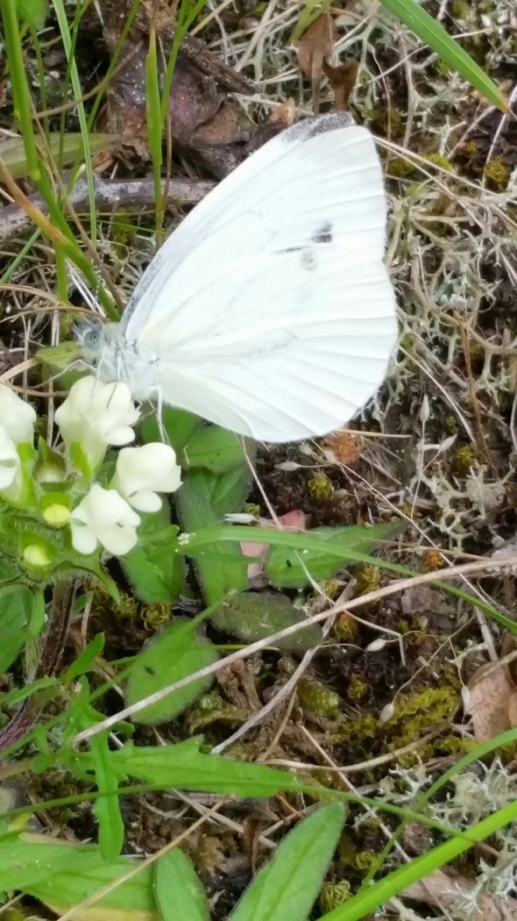 Che farfalla 3? Pieris napi - Pieridae